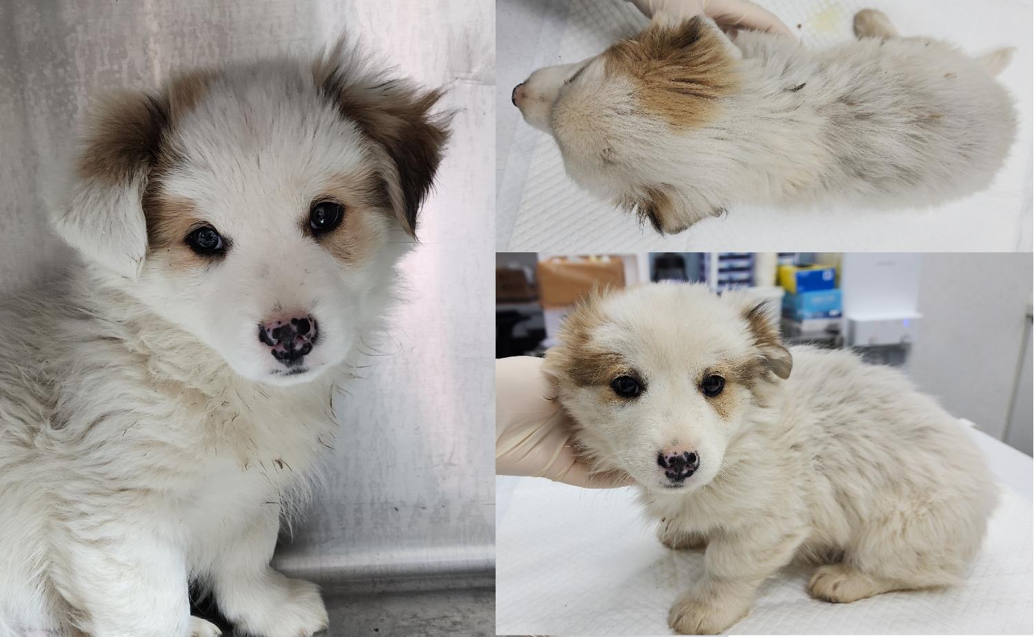 서산시 동물보호센터_444453202401659